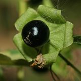 Cucubalus baccifer. Плод. Республика Татарстан, национальный парк \"Нижняя Кама\". 10.08.2011.