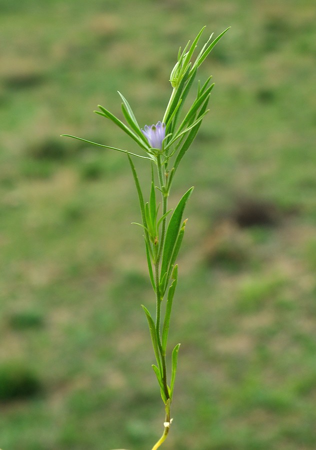 Image of Nigella integrifolia specimen.