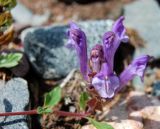 Scutellaria mongolica. Соцветие. Тува, р. Улуг-О, горно-таёжный район. 04.08.2011.