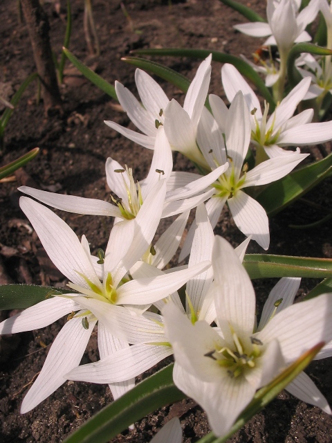 Изображение особи Colchicum hungaricum.