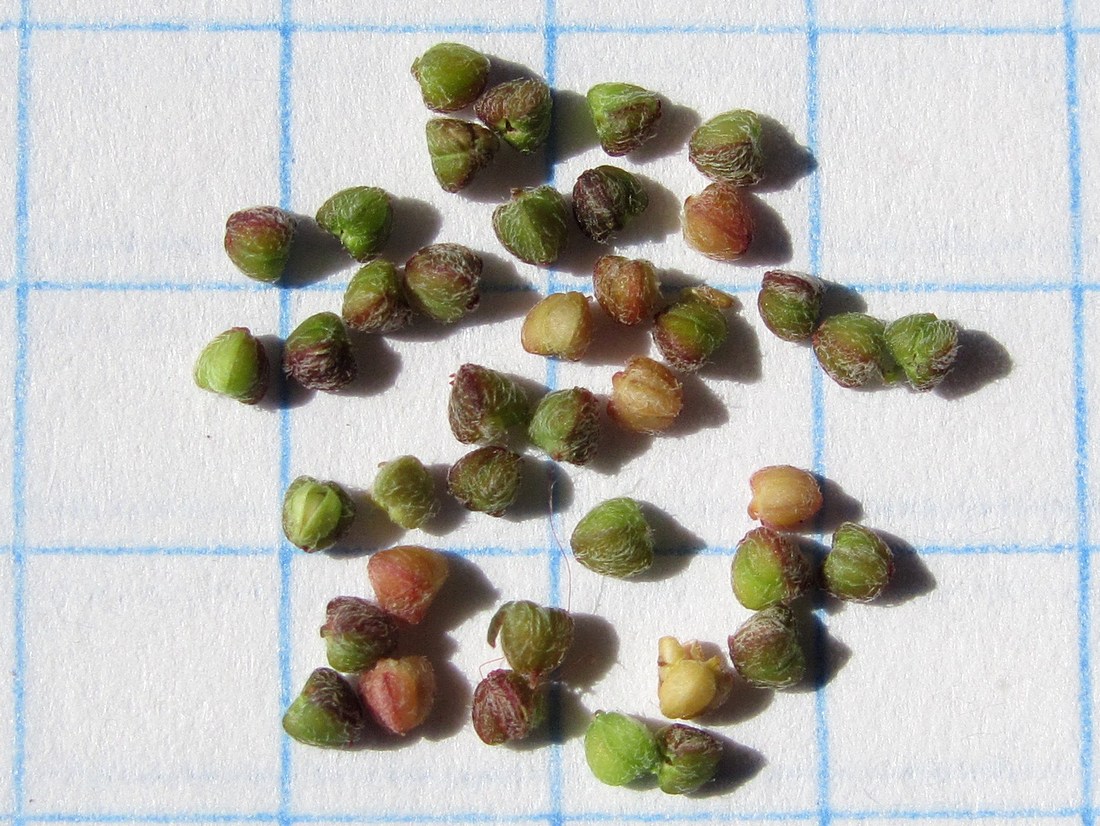 Image of Euphorbia maculata specimen.