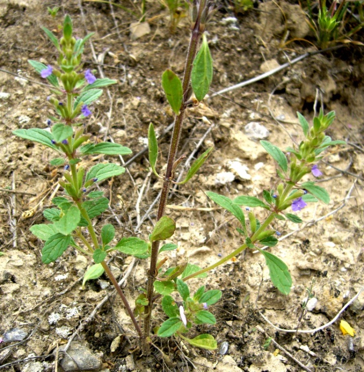 Image of Lallemantia royleana specimen.