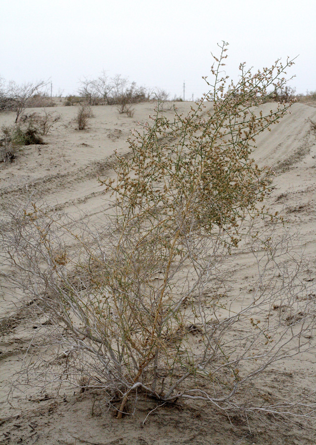 Image of Halothamnus subaphyllus specimen.