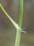 Sieglingia decumbens