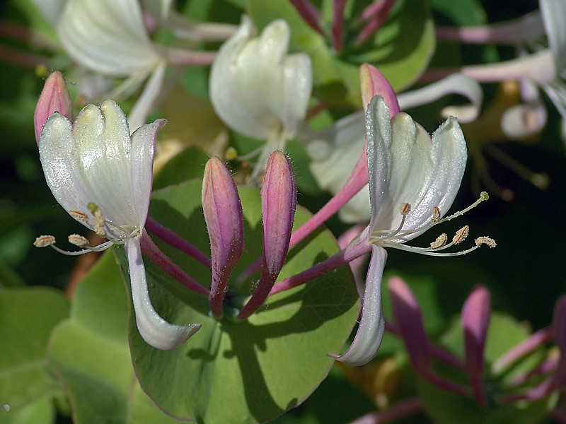 Image of Lonicera caprifolium specimen.