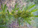 Rhamnus erythroxyloides