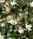 Gypsophila bicolor