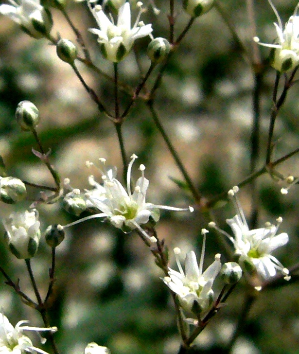 Image of Gypsophila bicolor specimen.