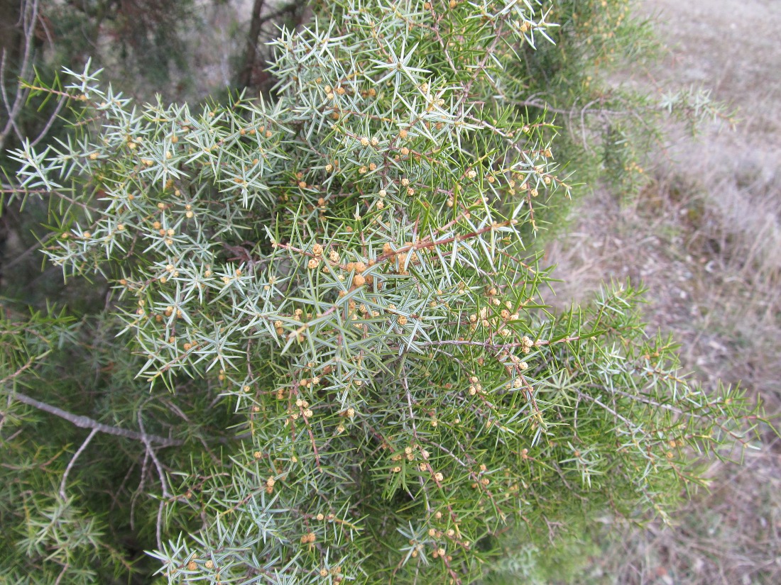 Изображение особи Juniperus oxycedrus.