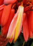 Aloe arborescens