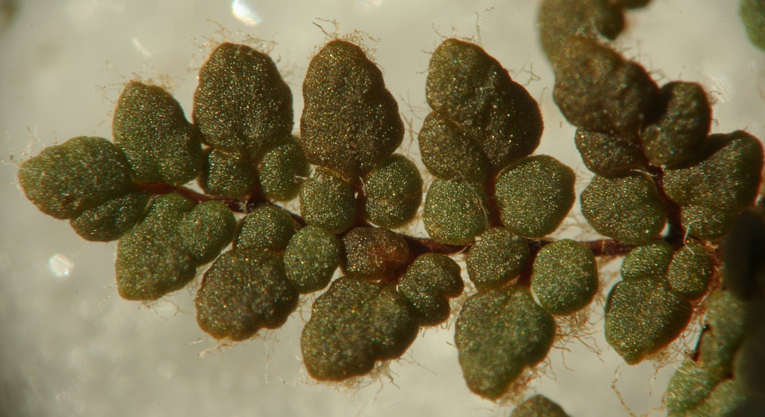 Изображение особи Oeosporangium persicum.