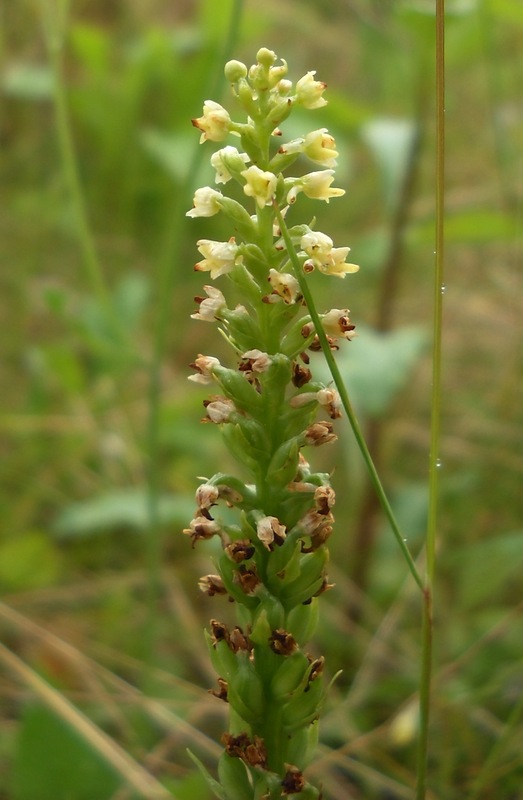 Image of Pseudorchis albida specimen.