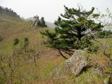 Pinus koraiensis