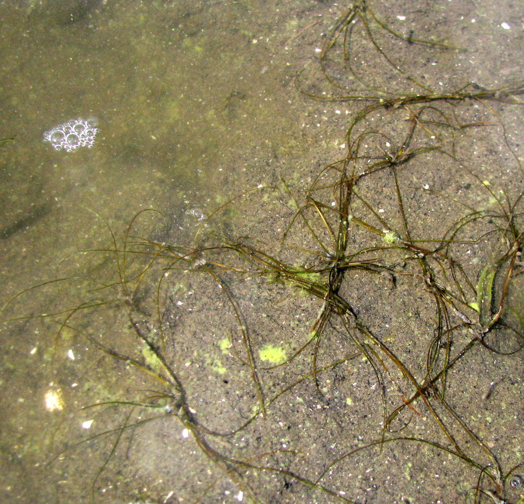 Image of Althenia filiformis ssp. orientalis specimen.