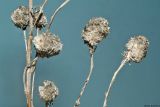 Artemisia austriaca
