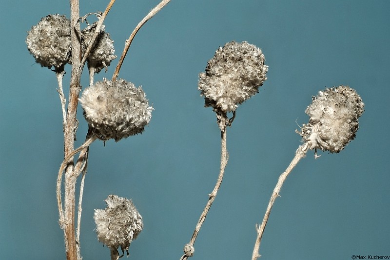 Изображение особи Artemisia austriaca.