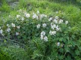 Geranium renardii