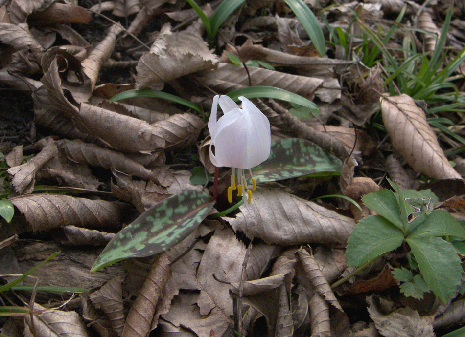 Image of Erythronium caucasicum specimen.