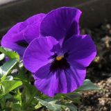 Viola wittrockiana. Цветок. Германия, г. Кемпен, в культуре. 30.03.2012.