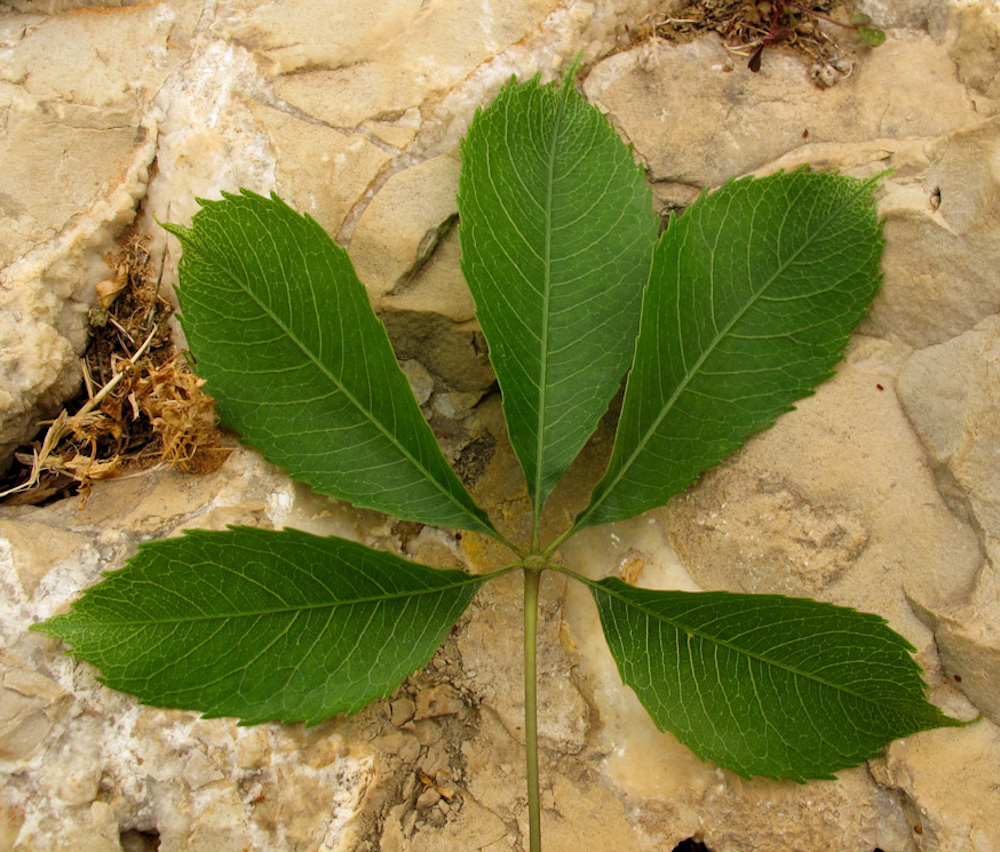 Image of Ceiba speciosa specimen.