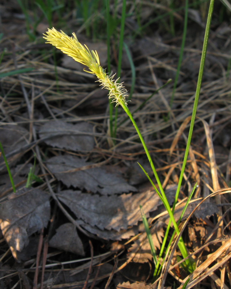 Изображение особи Carex ericetorum.