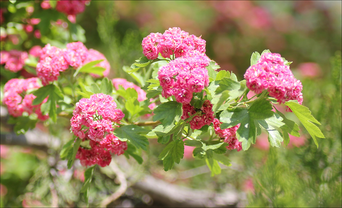 Image of Crataegus &times; media specimen.