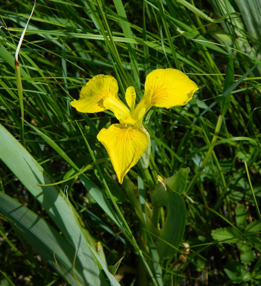 Изображение особи Iris pseudacorus.