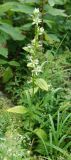 Swertia iberica. Цветущее растение. Адыгея, окр. плато Лагонаки. 17.08.2008.