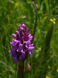 Dactylorhiza incarnata