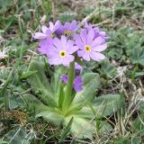 Primula algida