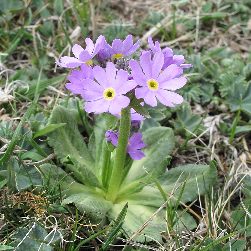 Изображение особи Primula algida.