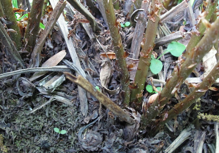 Image of Athyrium sinense specimen.