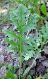 Senecio borysthenicus. Прикорневой лист. Украина, Черкасская обл., Каневский р-н, региональный ландшафтный парк \"Трахтемиров\", зарастающая лесная дорога на песке. 27 мая 2012 г.