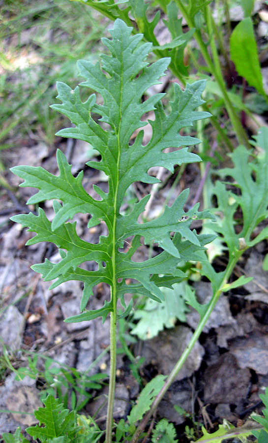 Изображение особи Senecio borysthenicus.