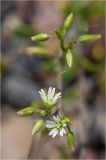 Cerastium holosteoides. Соцветия. Берег р. Енисей, галечник. 24.06.2012.