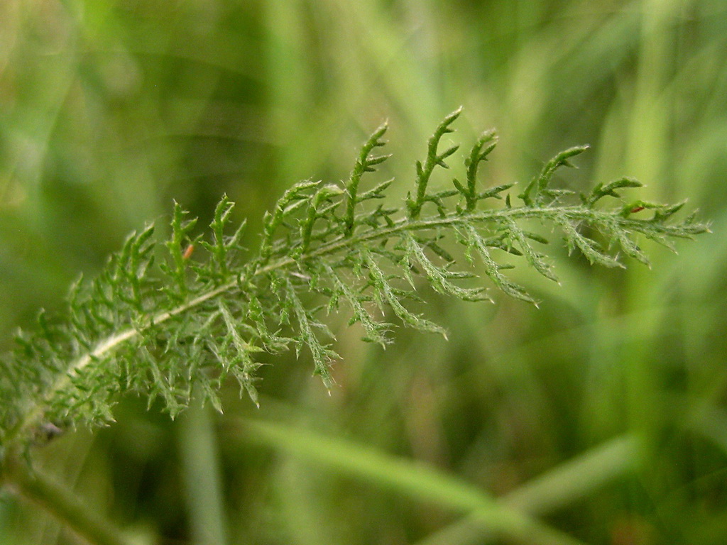 Изображение особи Achillea millefolium.