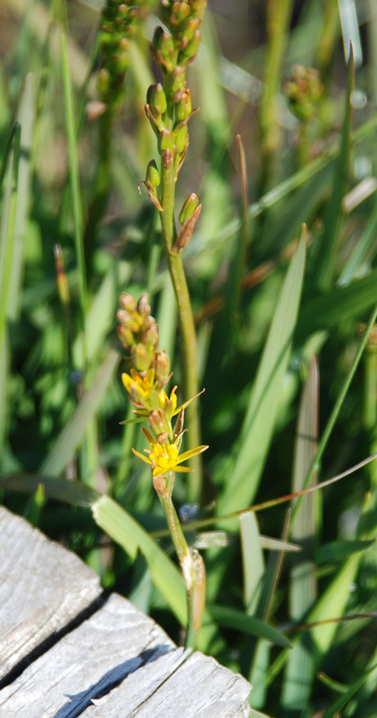 Image of Narthecium ossifragum specimen.