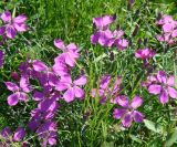 Dianthus versicolor