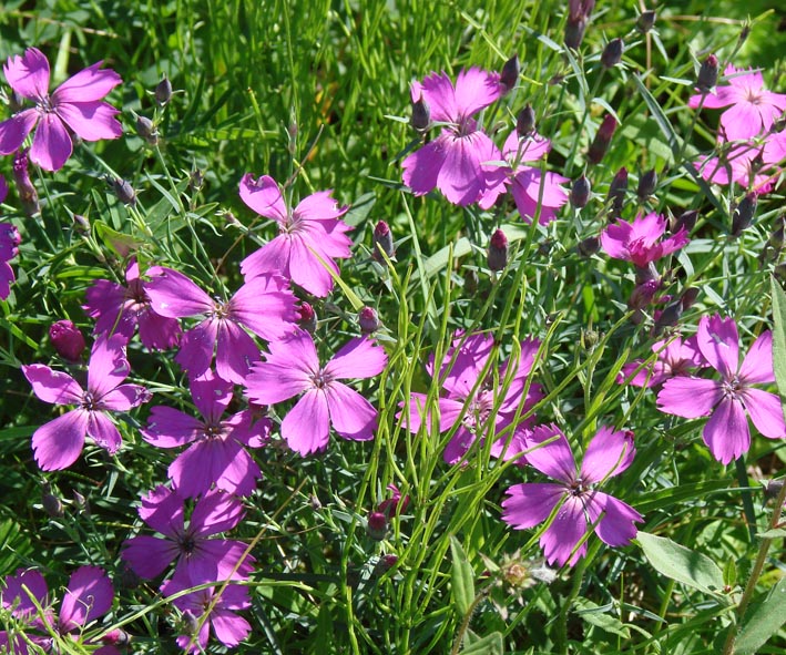 Image of Dianthus versicolor specimen.
