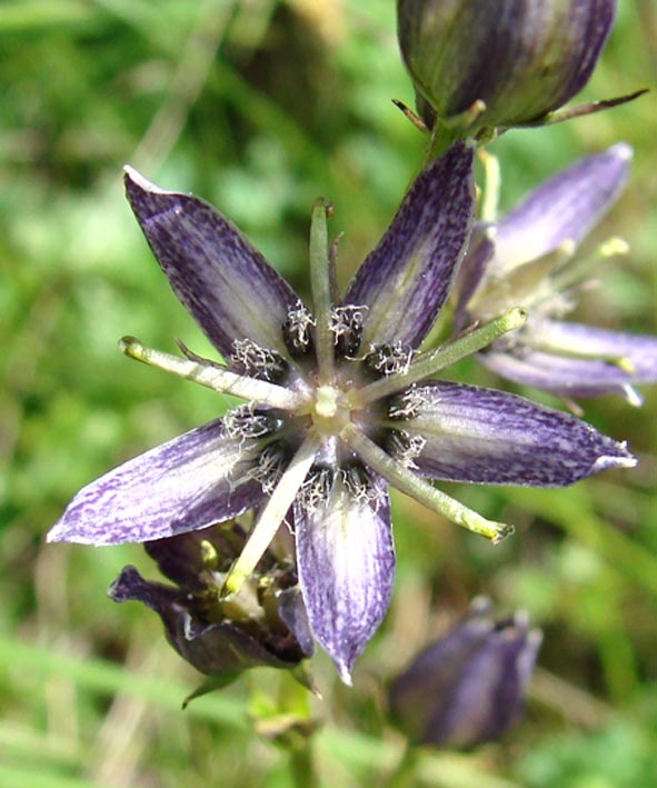 Image of Swertia obtusa specimen.