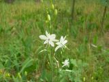 Anthericum ramosum