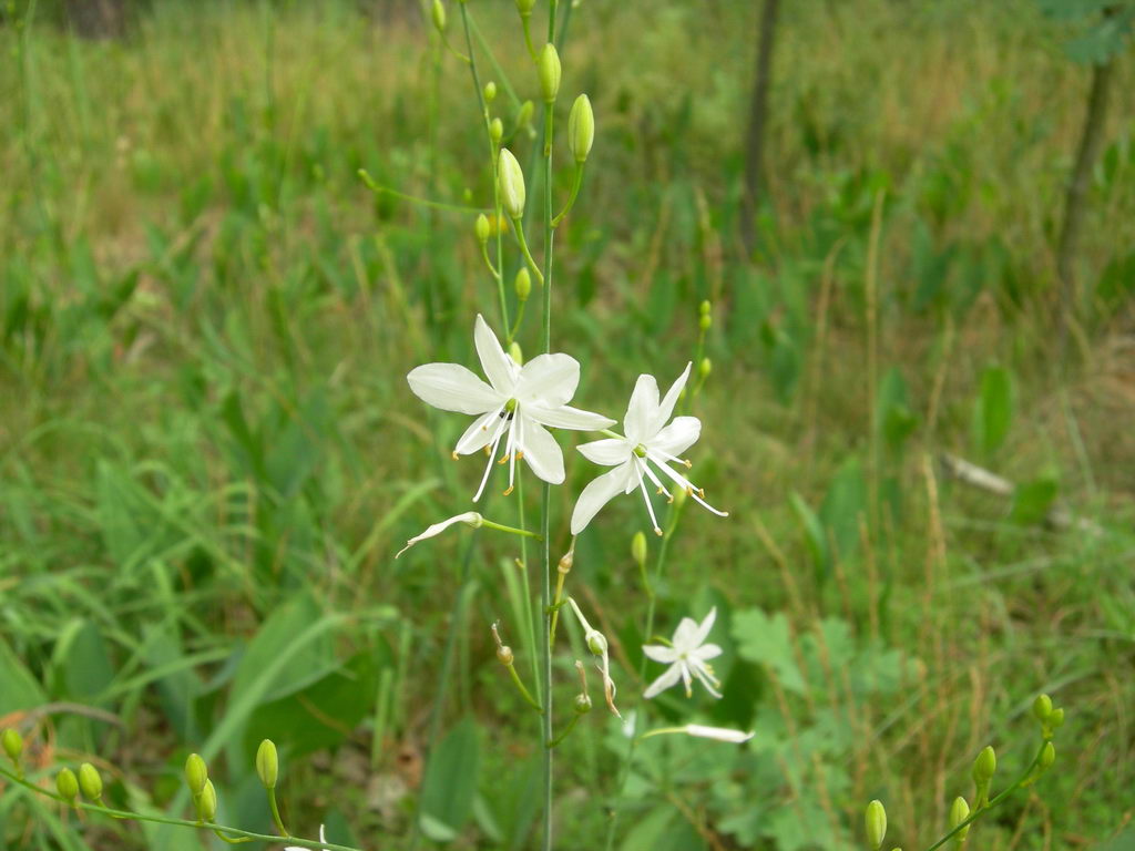 Изображение особи Anthericum ramosum.