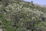 Pyrus regelii. Цветущие растения на горном склоне. Южный Казахстан, хр. Боролдайтау, гора Нурбай; 1250 м н.у.м. 23.04.2012.