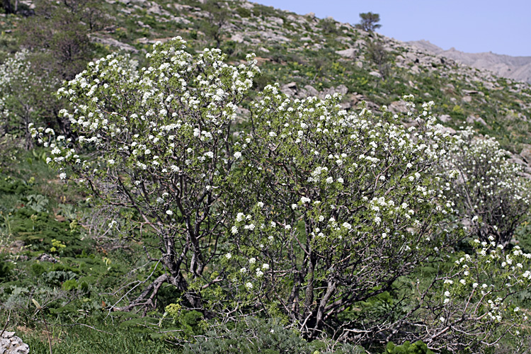 Изображение особи Pyrus regelii.