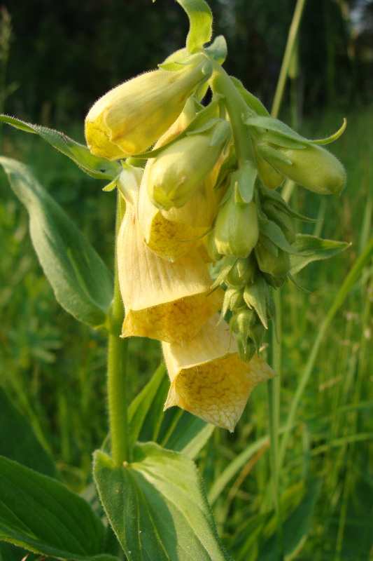 Image of Digitalis grandiflora specimen.