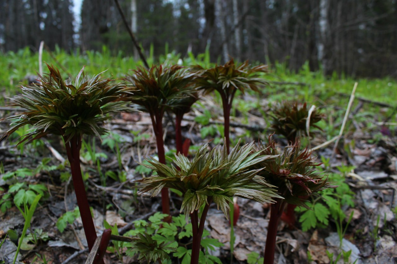 Image of Paeonia anomala specimen.
