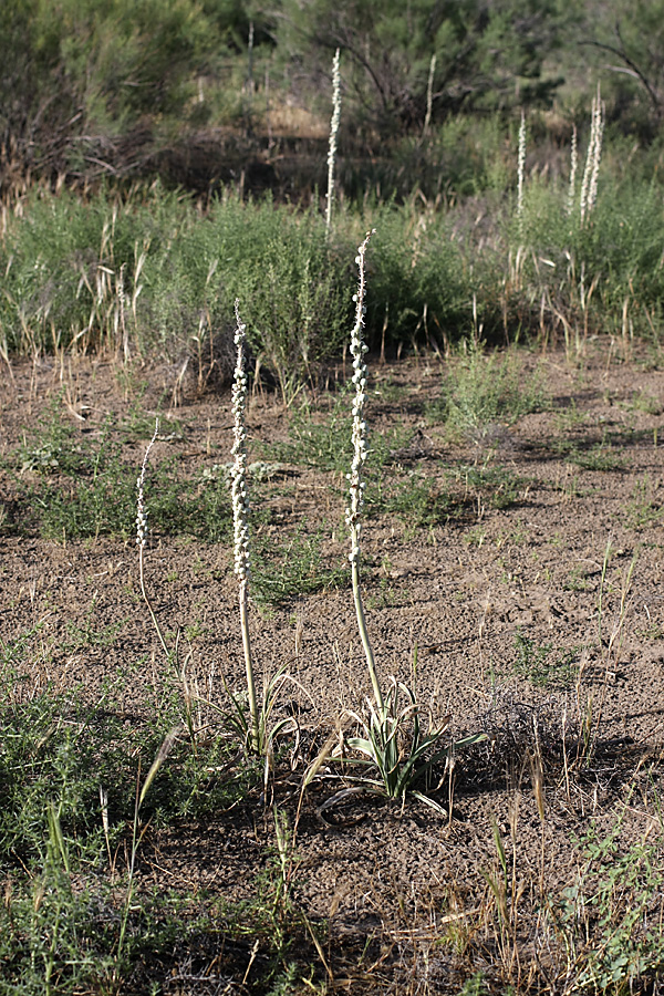 Изображение особи Eremurus inderiensis.