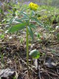 Ranunculus conspicuus