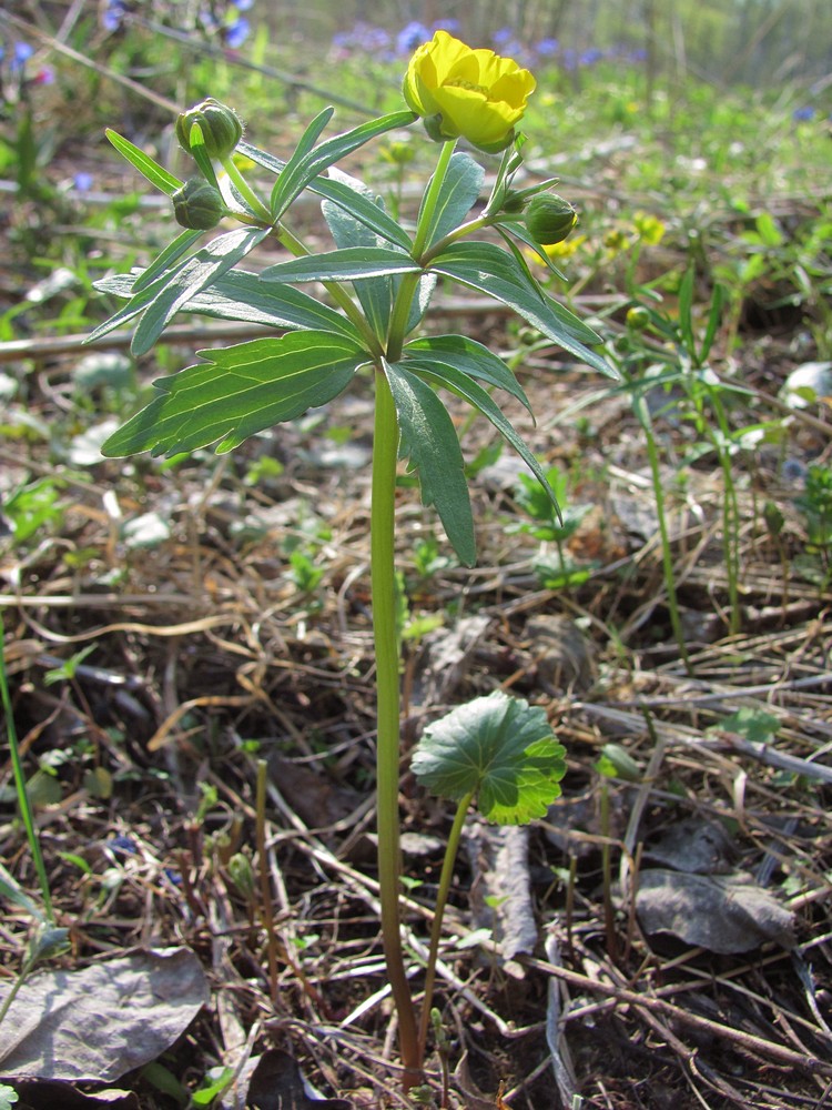 Изображение особи Ranunculus conspicuus.