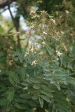 Styphnolobium japonicum. Ветвь цветущего дерева. Крым, Судак. 14.08.2007.